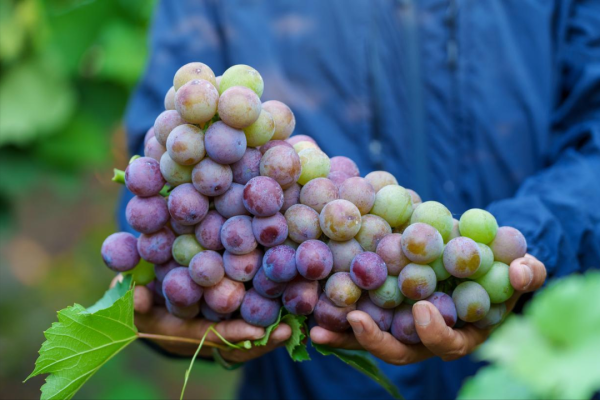 盈为国际 中国，哪的葡萄最好吃！经过评比：这8个地方上榜，你都吃过几种